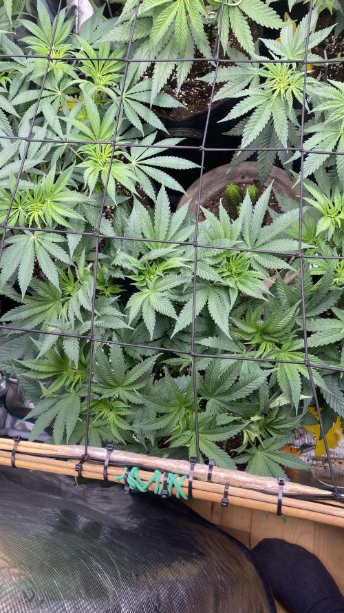 Blue Dream - Barneys farm - FC3000evo. Week 8 - day 6 - 18/11/2025