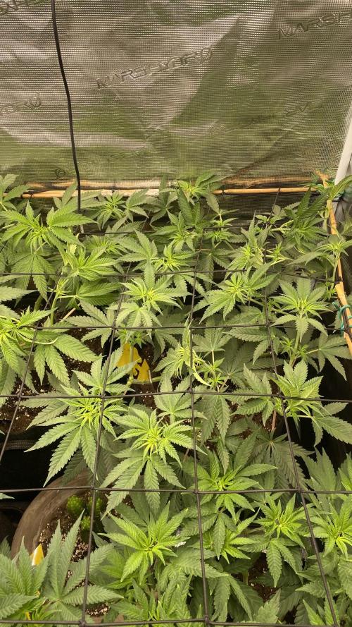 Blue Dream - Barneys farm - FC3000evo. Week 8 - day 6 - 18/11/2025