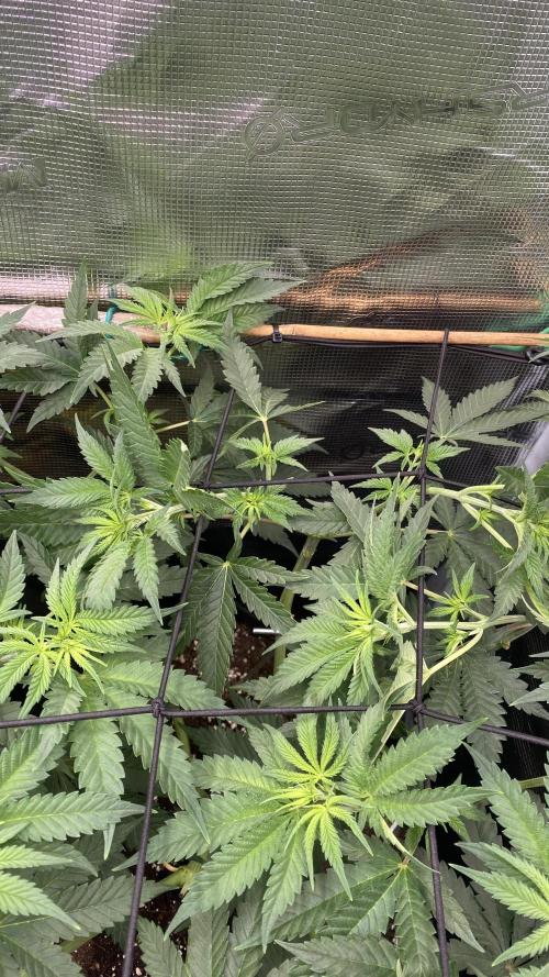 Blue Dream - Barneys farm - FC3000evo. Week 8 - day 6 - 18/11/2025