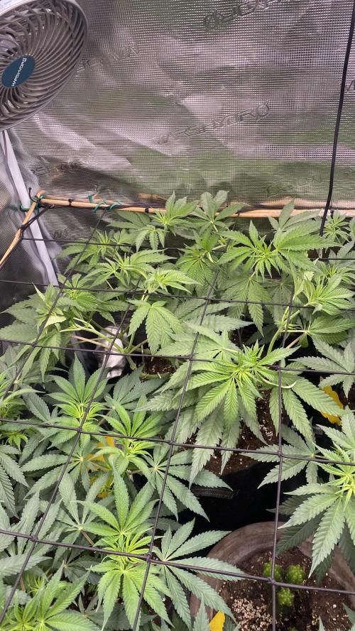 Blue Dream - Barneys farm - FC3000evo. Week 8 - day 6 - 18/11/2025