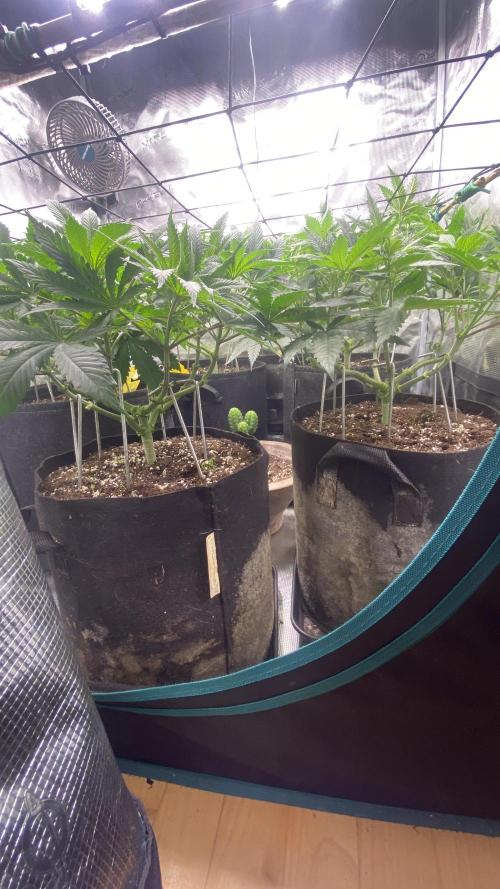 Blue Dream - Barneys farm - FC3000evo. Week 8 - day 6 - 18/11/2025