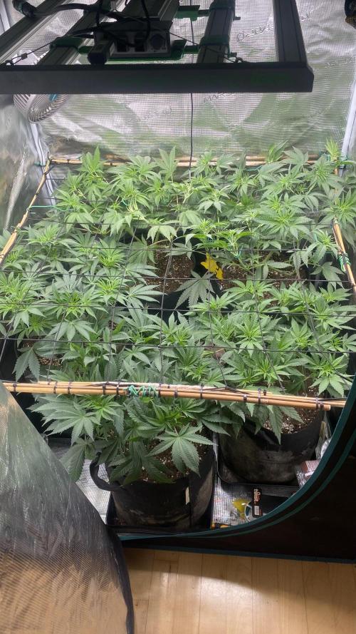 Blue Dream - Barneys farm - FC3000evo. Week 9 - day 8 - 19/11/2025