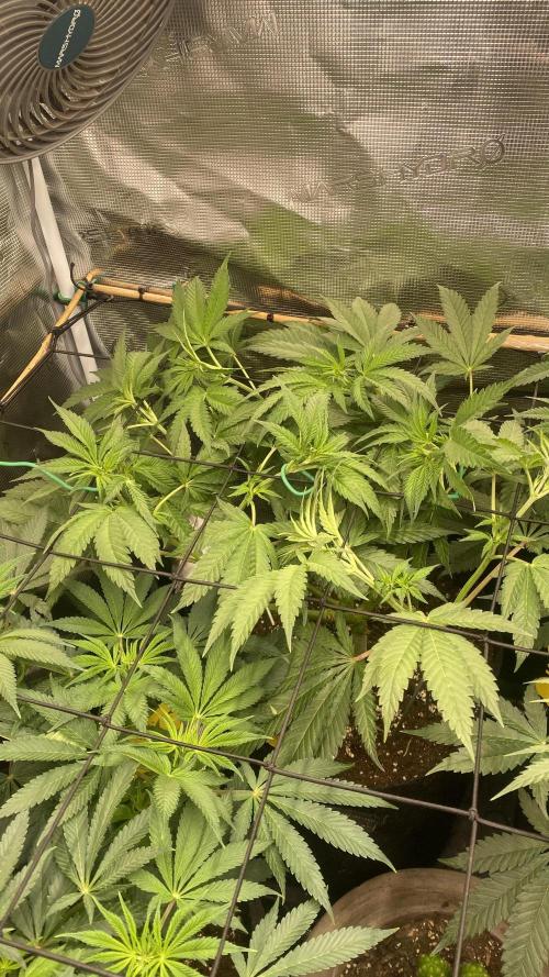 Blue Dream - Barneys farm - FC3000evo. Week 9 - day 8 - 19/11/2025