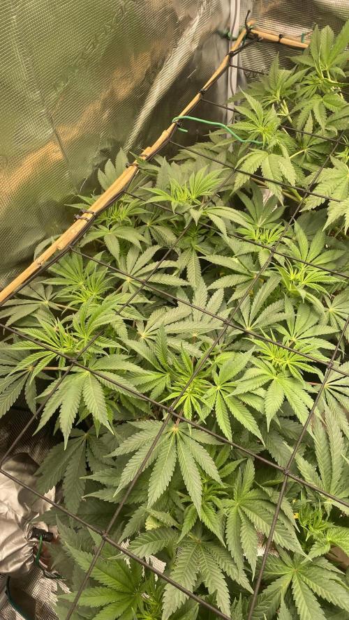 Blue Dream - Barneys farm - FC3000evo. Week 9 - day 8 - 19/11/2025