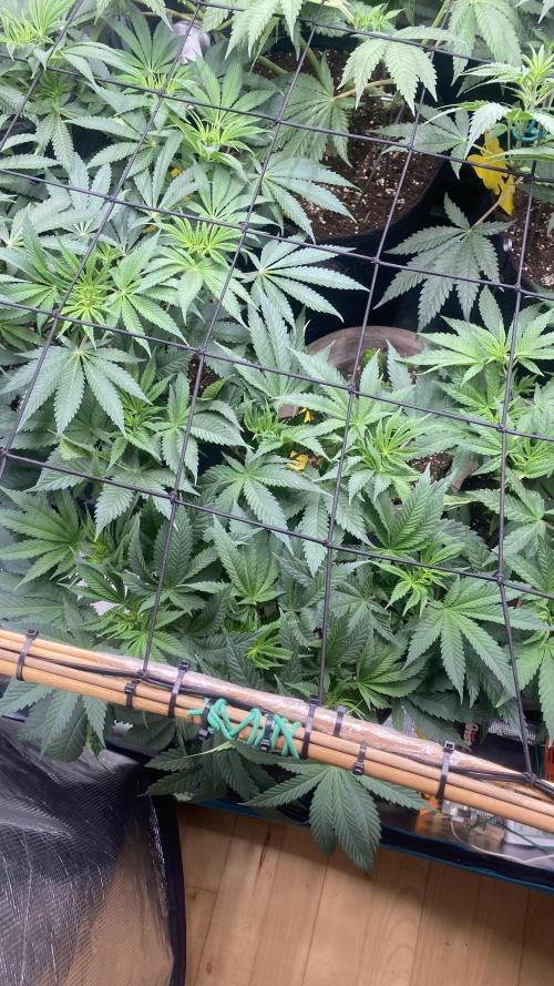 Blue Dream - Barneys farm - FC3000evo. Week 9 - day 8 - 19/11/2025