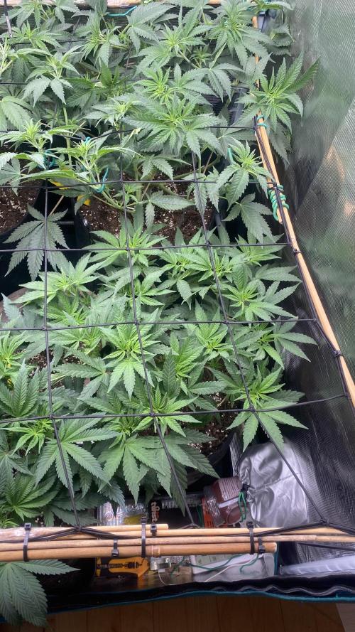 Blue Dream - Barneys farm - FC3000evo. Week 9 - day 8 - 19/11/2025