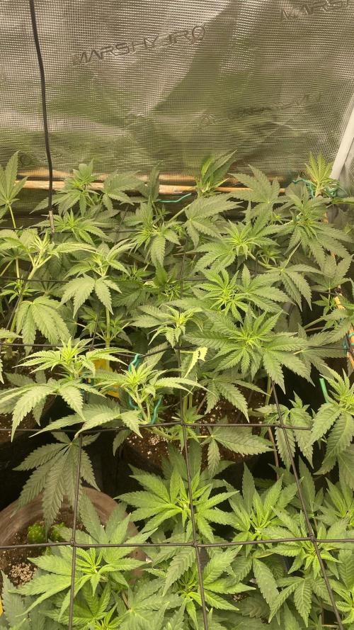 Blue Dream - Barneys farm - FC3000evo. Week 9 - day 8 - 19/11/2025