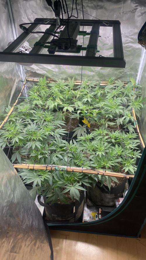 Blue Dream - Barneys farm - FC3000evo. Week 9 - day 8 - 19/11/2025