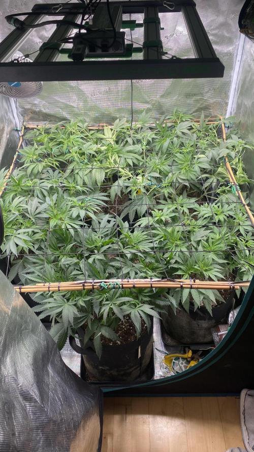 Blue Dream - Barneys farm - FC3000evo. Week 9 - day 10 - 21/11/2025