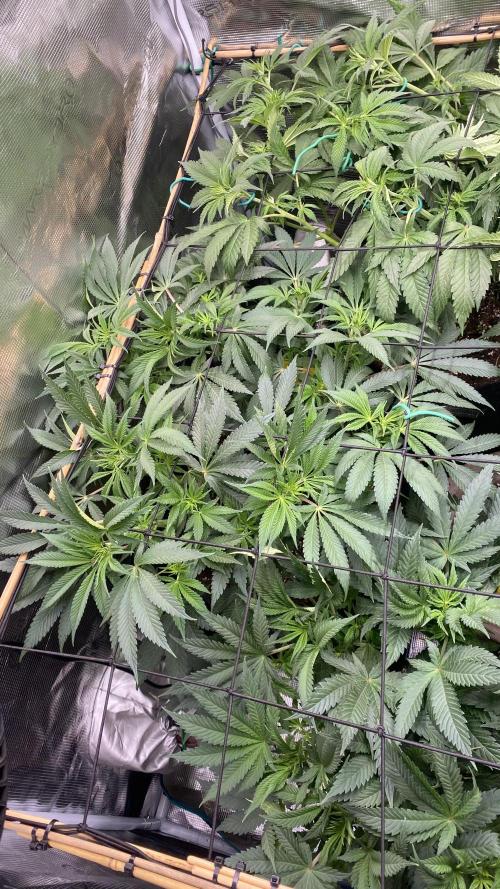 Blue Dream - Barneys farm - FC3000evo. Week 9 - day 10 - 21/11/2025