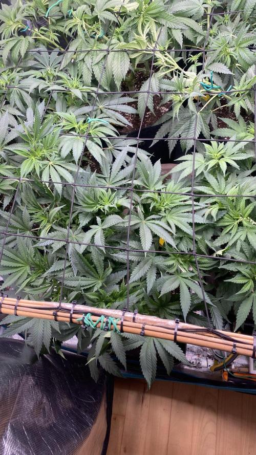 Blue Dream - Barneys farm - FC3000evo. Week 9 - day 10 - 21/11/2025