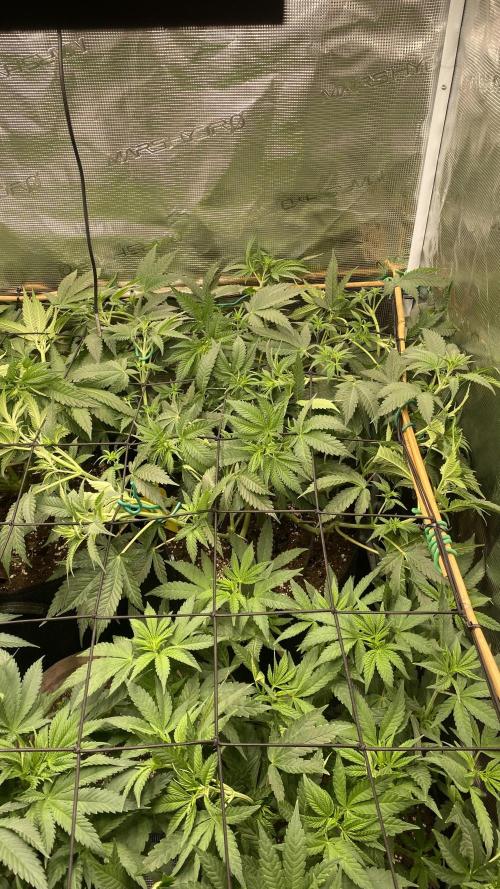 Blue Dream - Barneys farm - FC3000evo. Week 9 - day 10 - 21/11/2025