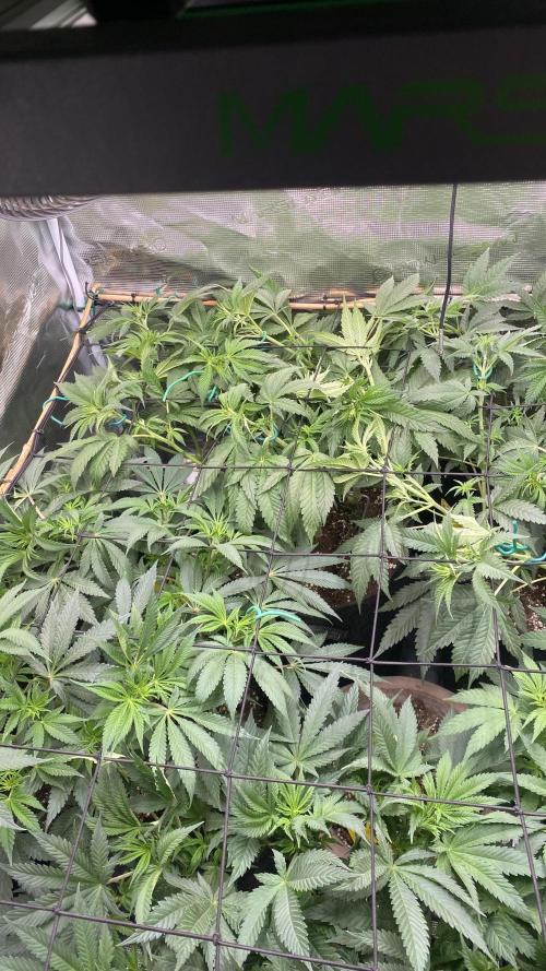 Blue Dream - Barneys farm - FC3000evo. Week 9 - day 10 - 21/11/2025