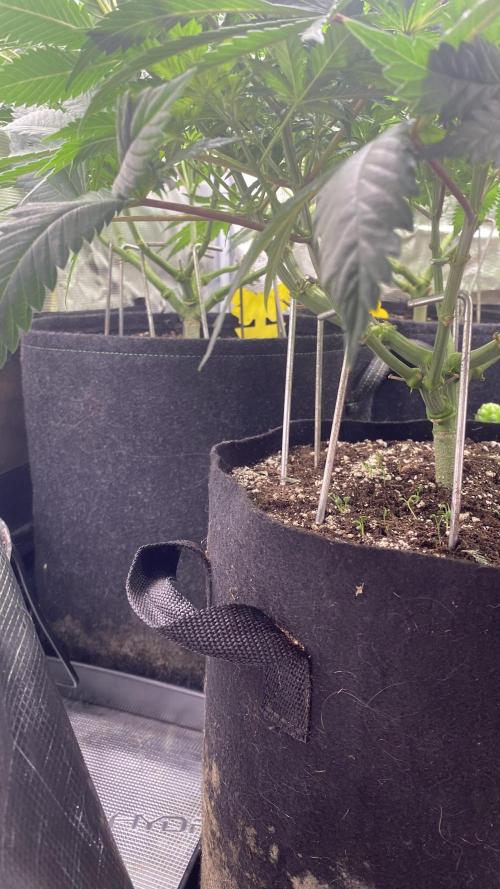 Blue Dream - Barneys farm - FC3000evo. Week 9 - day 10 - 21/11/2025