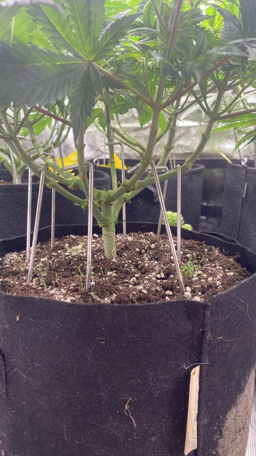 Blue Dream - Barneys farm - FC3000evo. Week 9 - day 10 - 21/11/2025