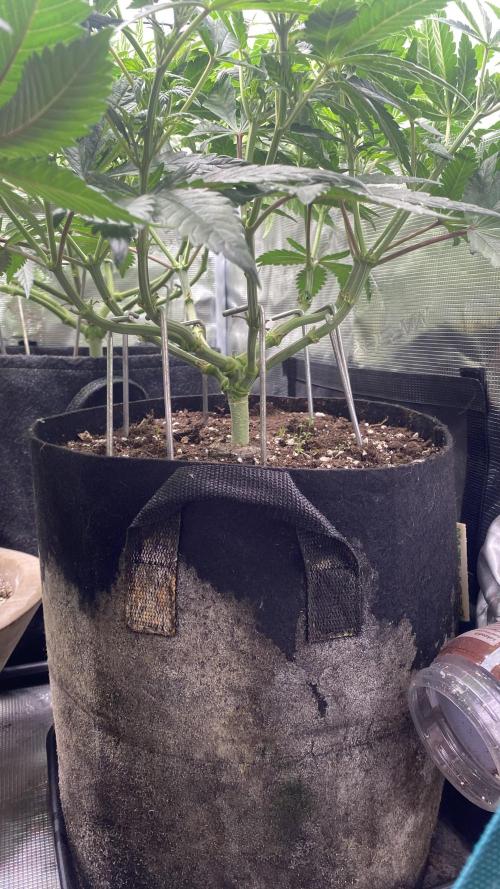 Blue Dream - Barneys farm - FC3000evo. Week 9 - day 10 - 21/11/2025