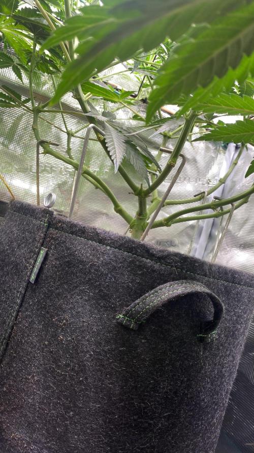 Blue Dream - Barneys farm - FC3000evo. Week 9 - day 10 - 21/11/2025