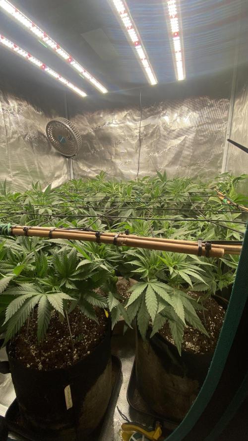 Blue Dream - Barneys farm - FC3000evo. Week 9 - day 10 - 21/11/2025