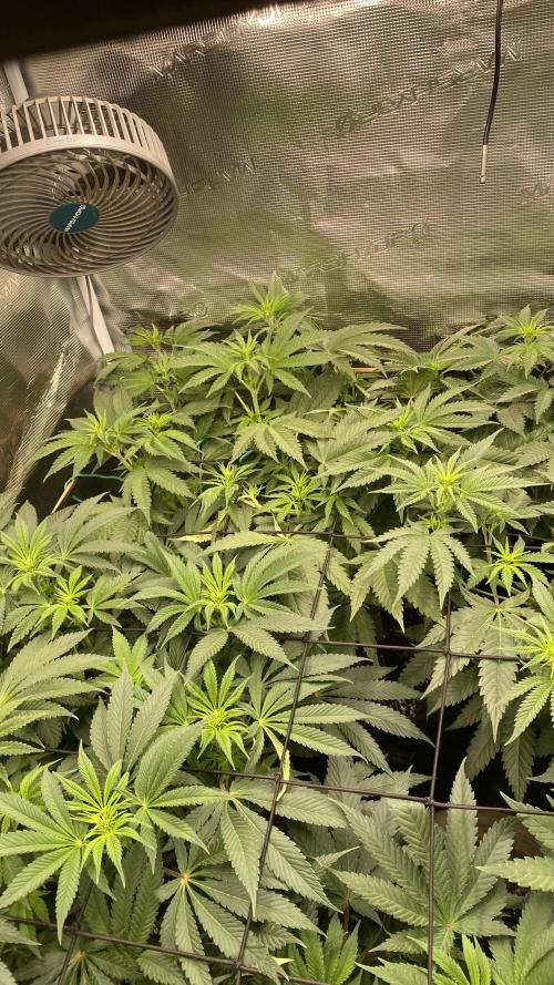 Blue Dream - Barneys farm - FC3000evo. Week 9 - day 13 - 24/11/2025