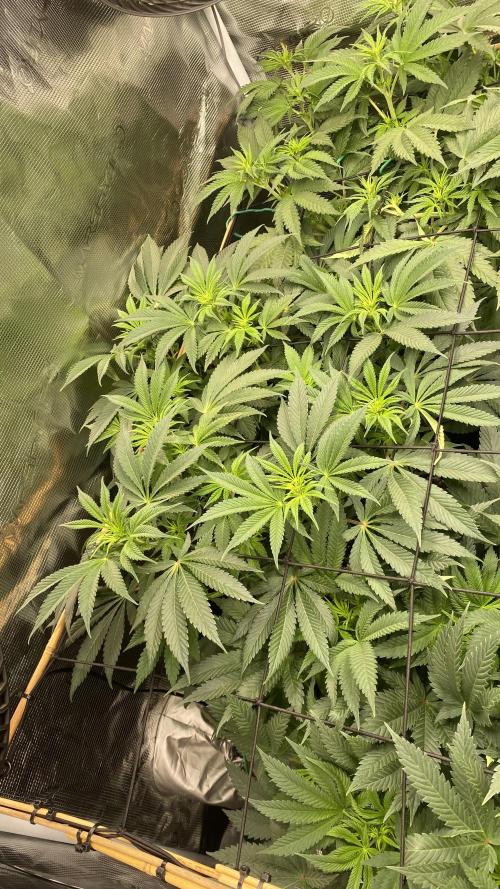 Blue Dream - Barneys farm - FC3000evo. Week 9 - day 13 - 24/11/2025