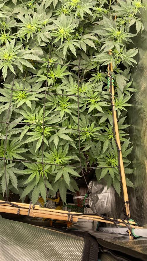 Blue Dream - Barneys farm - FC3000evo. Week 9 - day 13 - 24/11/2025