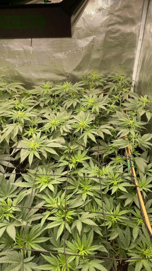 Blue Dream - Barneys farm - FC3000evo. Week 9 - day 13 - 24/11/2025