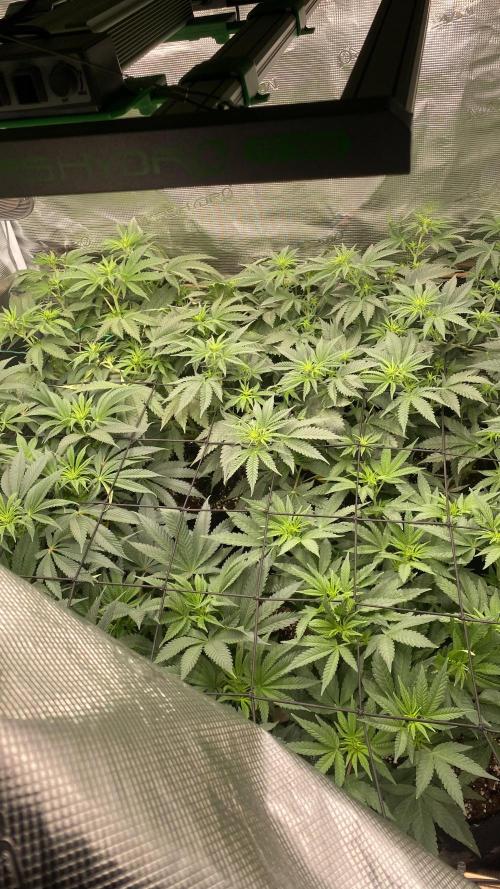 Blue Dream - Barneys farm - FC3000evo. Week 9 - day 13 - 24/11/2025