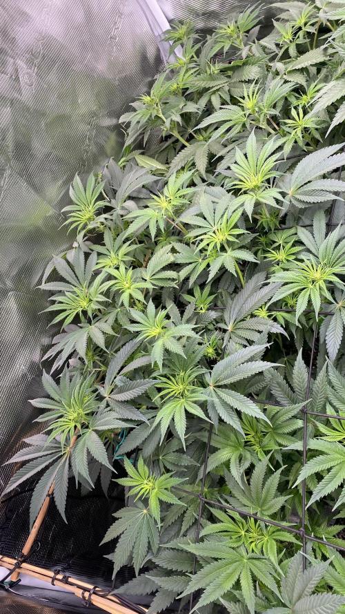 Blue Dream - Barneys farm - FC3000evo. Week 10 - day 15 - 27/11/2025