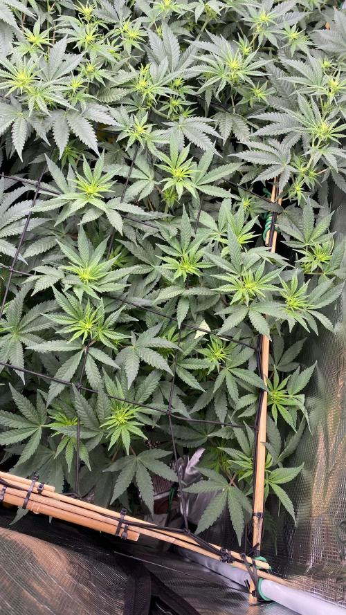 Blue Dream - Barneys farm - FC3000evo. Week 10 - day 15 - 27/11/2025