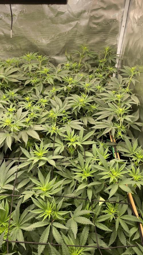 Blue Dream - Barneys farm - FC3000evo. Week 10 - day 15 - 27/11/2025