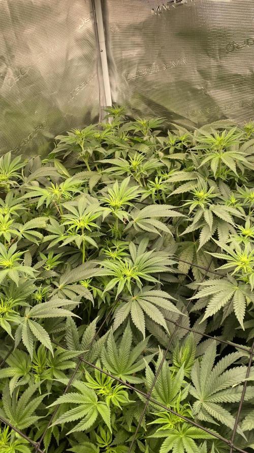 Blue Dream - Barneys farm - FC3000evo. Week 10 - day 15 - 27/11/2025