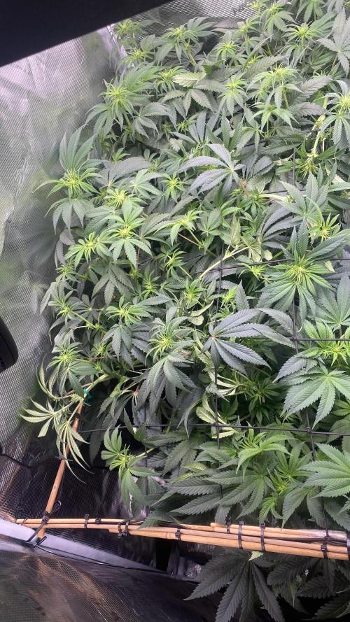 Blue Dream - Barneys farm - FC3000evo. Week 10 - day 17 - 29/11/2025