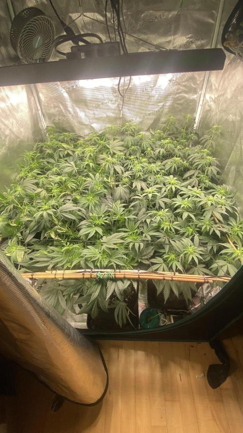 Blue Dream - Barneys farm - FC3000evo. Week 10 - day 17 - 29/11/2025