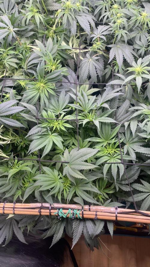 Blue Dream - Barneys farm - FC3000evo. Week 10 - day 17 - 29/11/2025