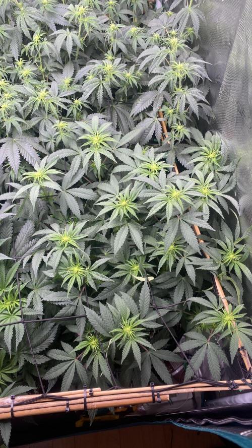 Blue Dream - Barneys farm - FC3000evo. Week 10 - day 17 - 29/11/2025