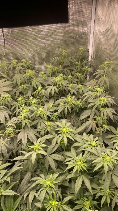 Blue Dream - Barneys farm - FC3000evo. Week 10 - day 17 - 29/11/2025