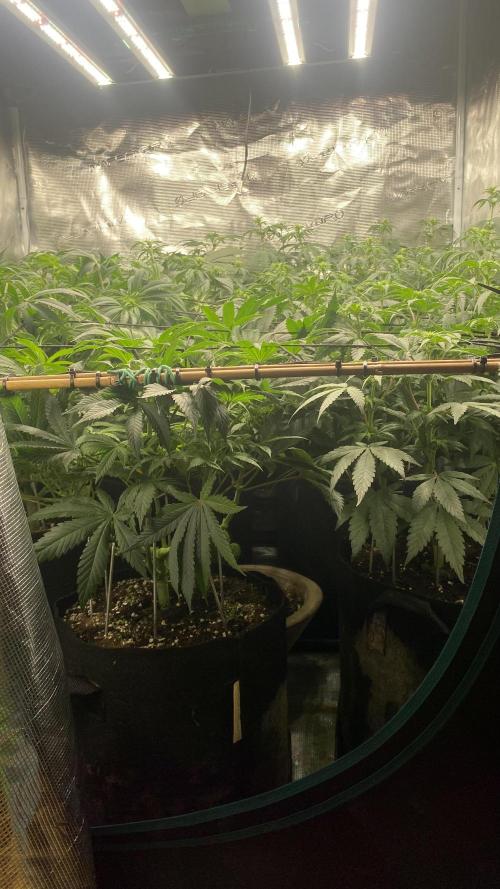 Blue Dream - Barneys farm - FC3000evo. Week 10 - day 17 - 29/11/2025