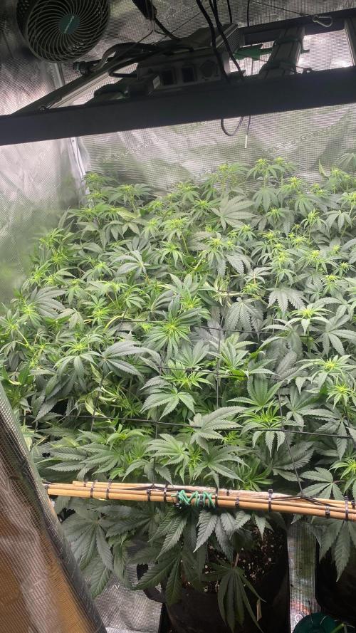 Blue Dream - Barneys farm - FC3000evo. Week 10 - day 17 - 29/11/2025