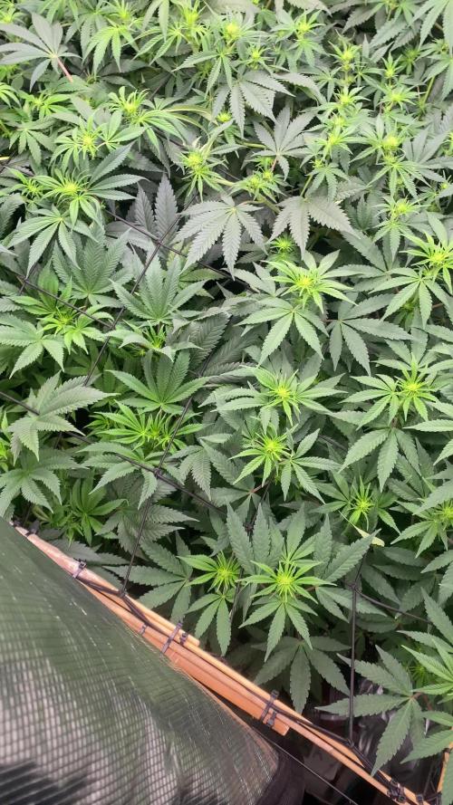 Blue Dream - Barneys farm - FC3000evo