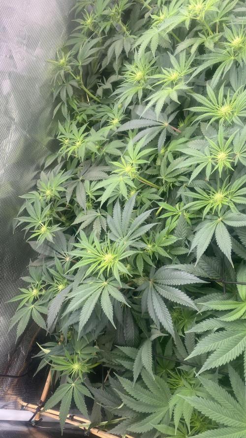 Blue Dream - Barneys farm - FC3000evo. Week 10 - day 19 - 1/12/2025