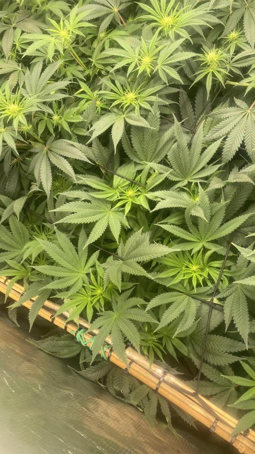 Blue Dream - Barneys farm - FC3000evo. Week 10 - day 19 - 1/12/2025