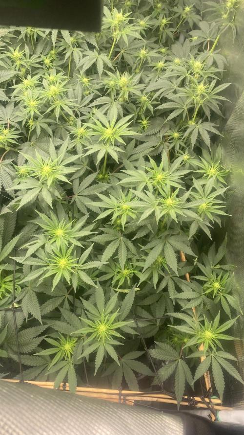 Blue Dream - Barneys farm - FC3000evo. Week 10 - day 19 - 1/12/2025