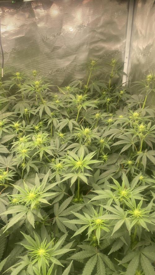 Blue Dream - Barneys farm - FC3000evo. Week 10 - day 19 - 1/12/2025