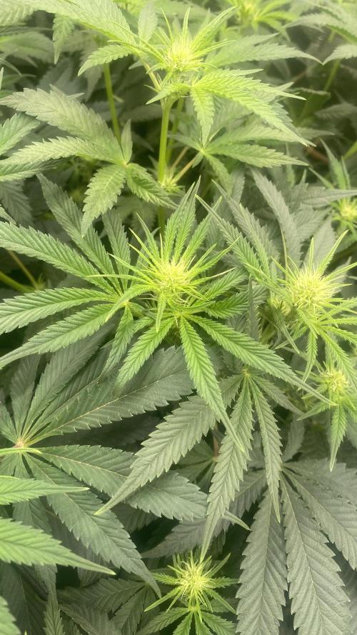 Blue Dream - Barneys farm - FC3000evo. Week 10 - day 19 - 1/12/2025