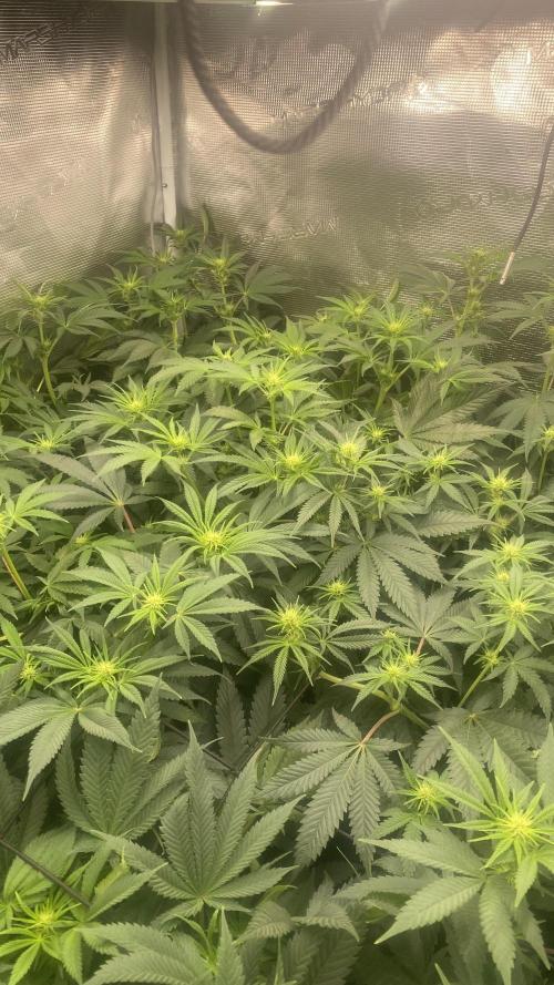 Blue Dream - Barneys farm - FC3000evo. Week 10 - day 19 - 1/12/2025