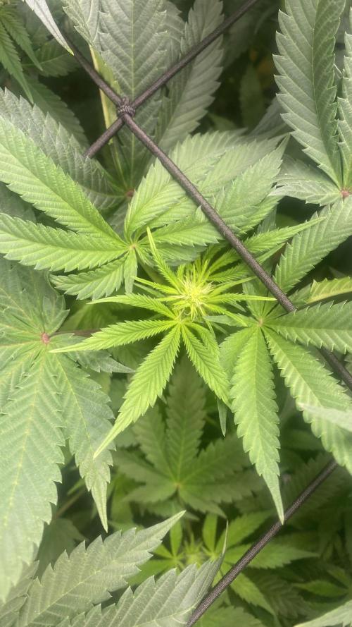 Blue Dream - Barneys farm - FC3000evo. Week 10 - day 19 - 1/12/2025