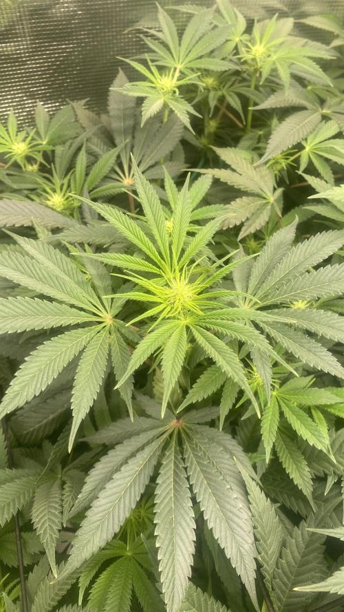 Blue Dream - Barneys farm - FC3000evo. Week 10 - day 19 - 1/12/2025