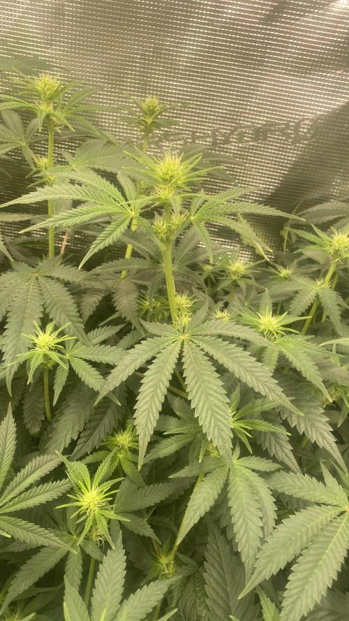 Blue Dream - Barneys farm - FC3000evo. Week 10 - day 19 - 1/12/2025