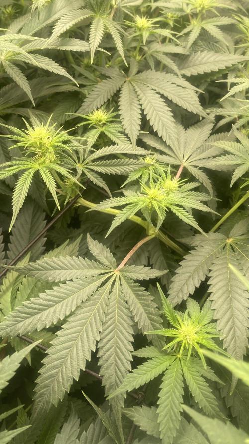 Blue Dream - Barneys farm - FC3000evo. Week 10 - day 19 - 1/12/2025