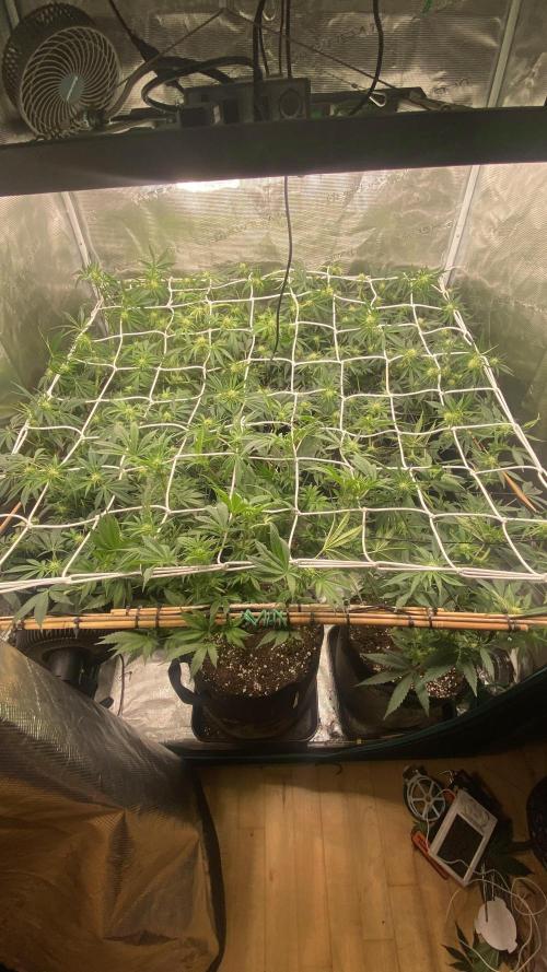 Blue Dream - Barneys farm - FC3000evo. Week 11 - day 22 - 4/12/2025